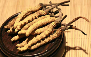 剛挖采的冬蟲夏草怎么辦？科學(xué)處理與儲存指南