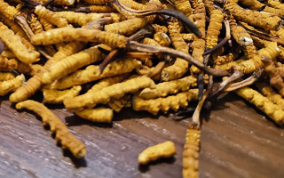 鮮冬蟲夏草煮多久？掌握時(shí)長，鎖住營養(yǎng)與鮮味