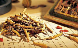 冬蟲夏草要多久才能形成？從蟲到草的時(shí)間跨度解析