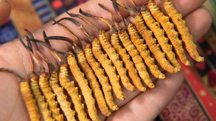 早期冬蟲夏草怎么吃最好？解鎖營(yíng)養(yǎng)最大化的食用方式