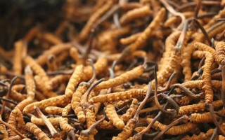 冬蟲夏草現(xiàn)在多少錢？價(jià)格探秘
