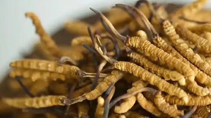 解密 “大個(gè)頭” 冬蟲夏草：何為優(yōu)質(zhì)大蟲草，價(jià)值何在？