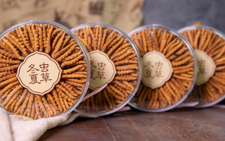 新鮮冬蟲夏草如何做酒？解鎖鮮蟲草泡酒的科學(xué)方法