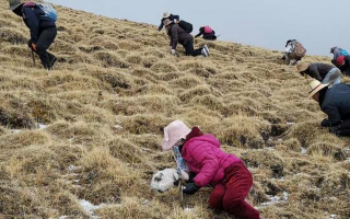 冬蟲夏草采挖看月份！4-7月各產(chǎn)區(qū)差異大，5-6月是“黃金窗口”