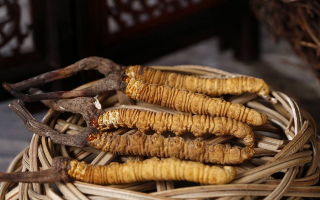 如何區(qū)別冬蟲(chóng)夏草的好壞？5 大維度鑒別優(yōu)質(zhì)蟲(chóng)草