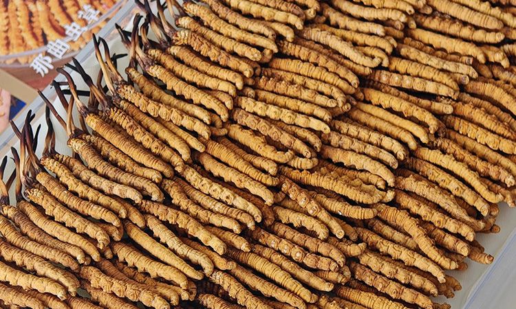 斷的冬蟲夏草：效果是否打折？科學(xué)解讀與實(shí)用建議