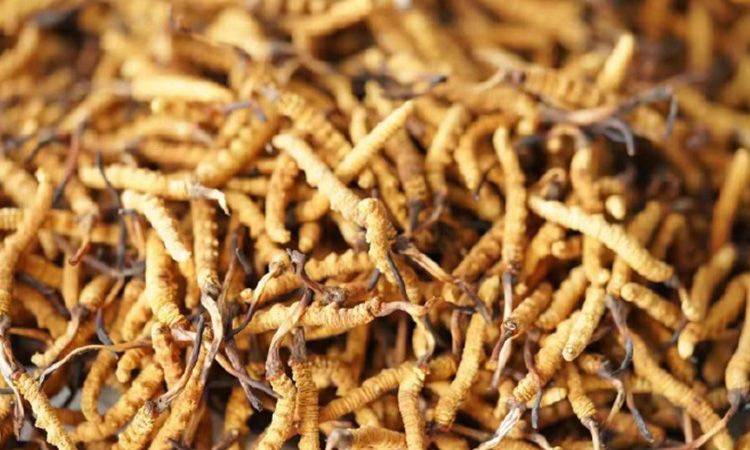 解密冬蟲夏草頭期蟲草:品質優(yōu)勢與鑒別指南