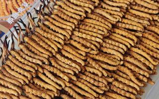 斷的冬蟲夏草：效果是否打折？科學(xué)解讀與實(shí)用建議