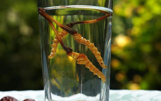 鎖陽冬蟲夏草泡酒：配伍原理、制作方法與飲用規(guī)范