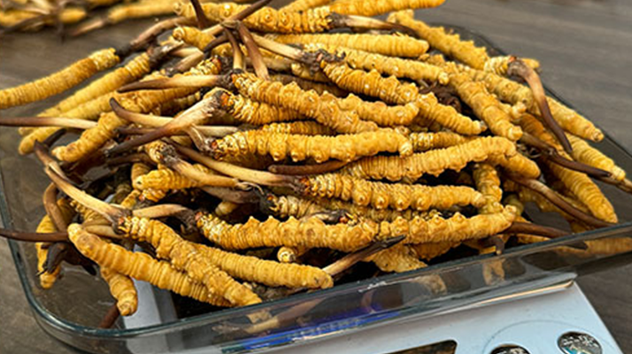 新鮮冬蟲夏草一次吃幾根？科學(xué)用量指南來(lái)了?