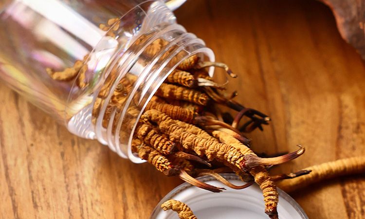 <a href=http://www.ysdxl.com/jiage/ target=_blank class=infotextkey>冬蟲夏草多少錢</a>一條