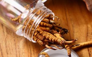 冬蟲夏草多少錢一條？2025 年單條價格換算與選購攻略