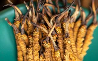 冬蟲夏草有什么作用？這些食用方法要知道