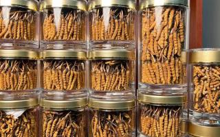 正宗冬蟲(chóng)夏草能 “治” 哪些?。靠茖W(xué)認(rèn)知其輔助調(diào)理作用