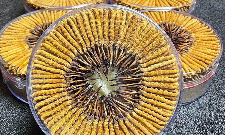 冬蟲(chóng)夏草一斤價(jià)格多少 