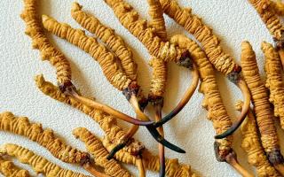 冬蟲夏草用什么鍋燉好？3 類優(yōu)質(zhì)鍋具 + 避坑指南