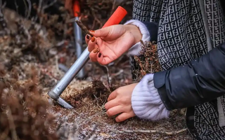 山上認(rèn)冬蟲(chóng)夏草：從環(huán)境到細(xì)節(jié)，4 步避開(kāi) “偽蟲(chóng)草”