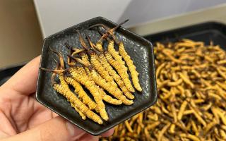 冬蟲夏草可以煲骨頭嗎？當(dāng)然可以！這樣做營養(yǎng)翻倍