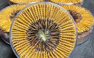 冬蟲夏草一斤價(jià)格多少？2025 年行情揭秘，差價(jià)竟達(dá)數(shù)十倍