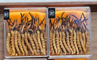 冬蟲夏草現(xiàn)在多少錢一克？2025 年克價(jià)揭秘，差價(jià)達(dá) 5 倍