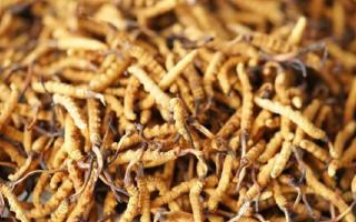 四級冬蟲夏草一克多少根？根數(shù)背后的等級與價(jià)值邏輯