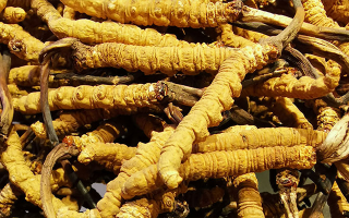 石斛與冬蟲(chóng)夏草哪個(gè)好？從功效到適用場(chǎng)景的全面對(duì)比