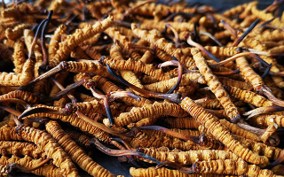 冬蟲(chóng)夏草多長(zhǎng)時(shí)間形成一根？自然孕育與人工培育的周期密碼