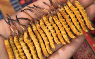 冬蟲夏草行情走勢圖解析：四十年價格波動與未來趨勢