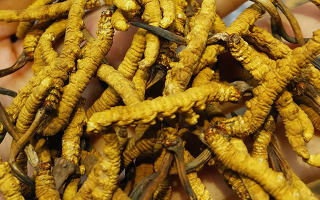 長期喝冬蟲夏草有危害嗎？認(rèn)清風(fēng)險(xiǎn)與安全邊界