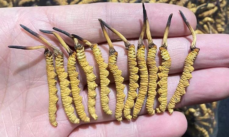 野生冬蟲(chóng)夏草的外形特征