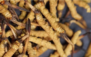 冬蟲(chóng)夏草保存指南：留住高原珍品的營(yíng)養(yǎng)與活性