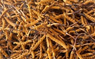 冬蟲(chóng)夏草專業(yè)存放指南：這樣存，品質(zhì)不打折