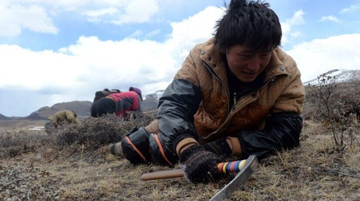 那曲<a href=http://www.ysdxl.com/sdph/wacr/ target=_blank class=infotextkey>挖草人</a>阿旺的蟲草采摘時間表 