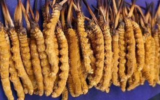 藏區(qū)牧民教你辨冬蟲夏草真假：跟著草原經(jīng)驗(yàn)走準(zhǔn)沒錯