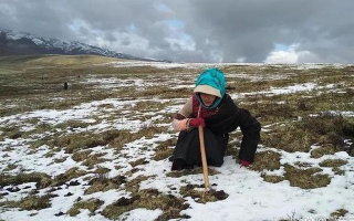 冬蟲夏草專家解讀：哪里的冬蟲夏草品質(zhì)最優(yōu)？