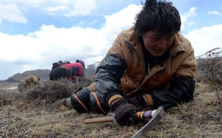 那曲挖草人阿旺的蟲草采摘時間表：跟著草原節(jié)氣走，不錯過每根好蟲草