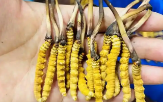 鮮冬蟲夏草可以泡開水嗎？科學(xué)沖泡方法與營養(yǎng)保留指南