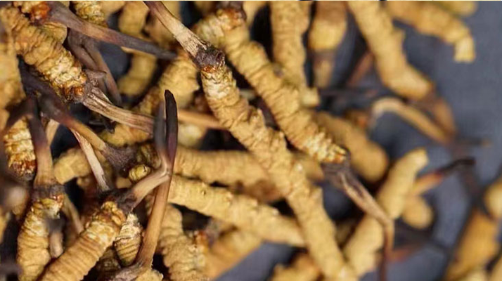 野生<a href=http://www.ysdxl.com/jiage/ target=_blank class=infotextkey>冬蟲(chóng)夏草多少錢(qián)</a>一斤 