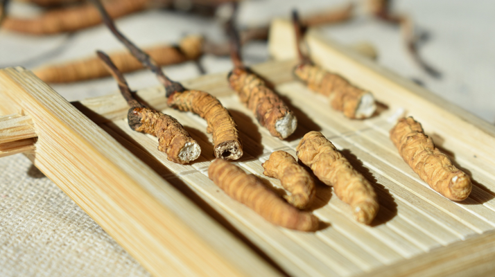 斷的<a href=http://www.ysdxl.com/ target=_blank class=infotextkey>冬蟲(chóng)夏草</a>一克啥價(jià) 