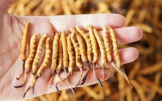 為啥說(shuō)頭期冬蟲(chóng)夏草品質(zhì)最好？掰開(kāi)揉碎給你講