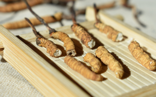 斷的冬蟲夏草一克啥價(jià)？2025 年實(shí)用行情嘮明白