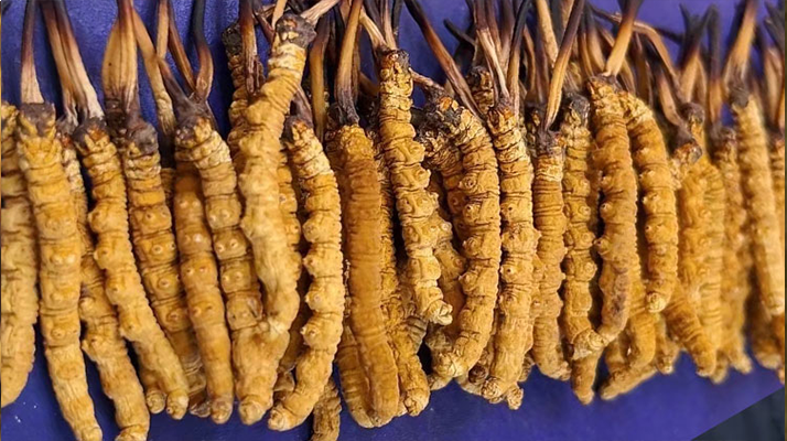 挖了三十年蟲(chóng)草，這些采摘的苦，沒(méi)經(jīng)歷過(guò)的人真不懂