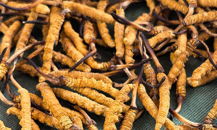 燉了二十年蟲草湯，這口感我太熟了，跟你細(xì)細(xì)說(shuō)