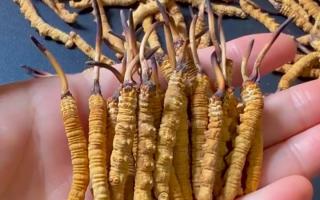 深耕蟲草 15 年：2025 年行情揭秘，高價背后藏著這些門道