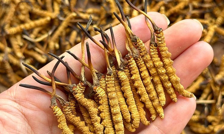 冬蟲夏草保存時長:專家解析關(guān)鍵影響因素與期限界定