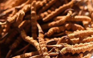 冬蟲(chóng)夏草采后保存指南：鎖住營(yíng)養(yǎng)，延長(zhǎng)鮮度?