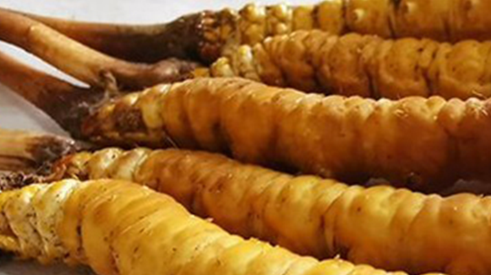 鮮冬蟲夏草可以用水洗嗎？